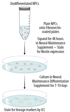 Detailed Protocol for the Verification of Neural Progenitor Cell Multipotency