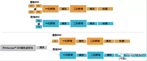 多种ISH-IHC双标实验的基本流程