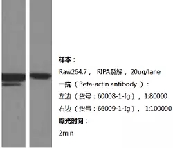 Proteintech的两支 β-actin单抗